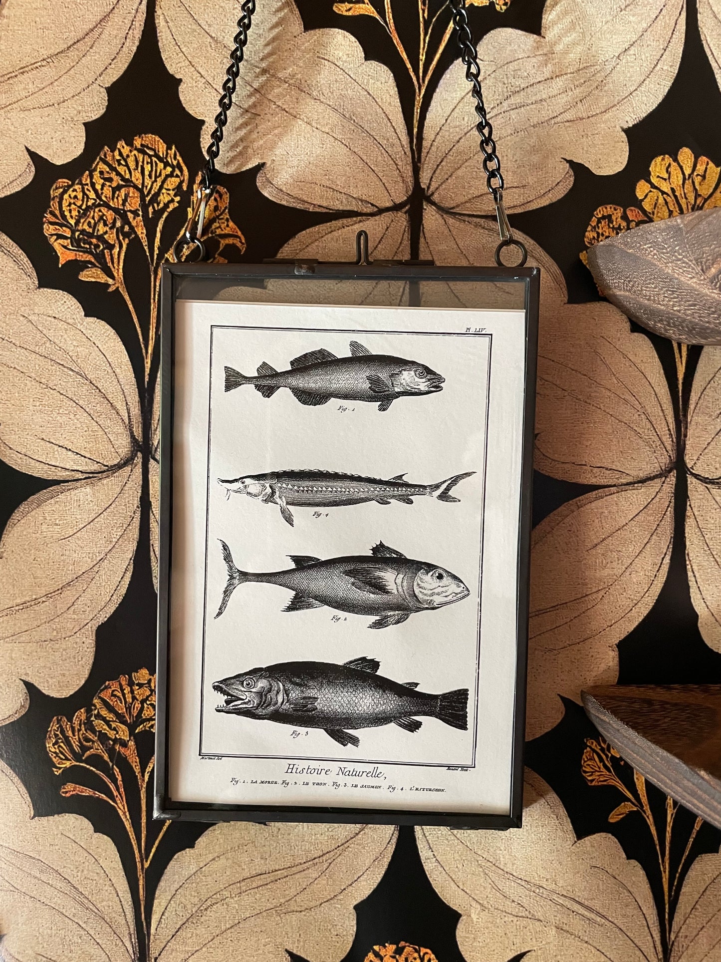Sea Curio No. 1
